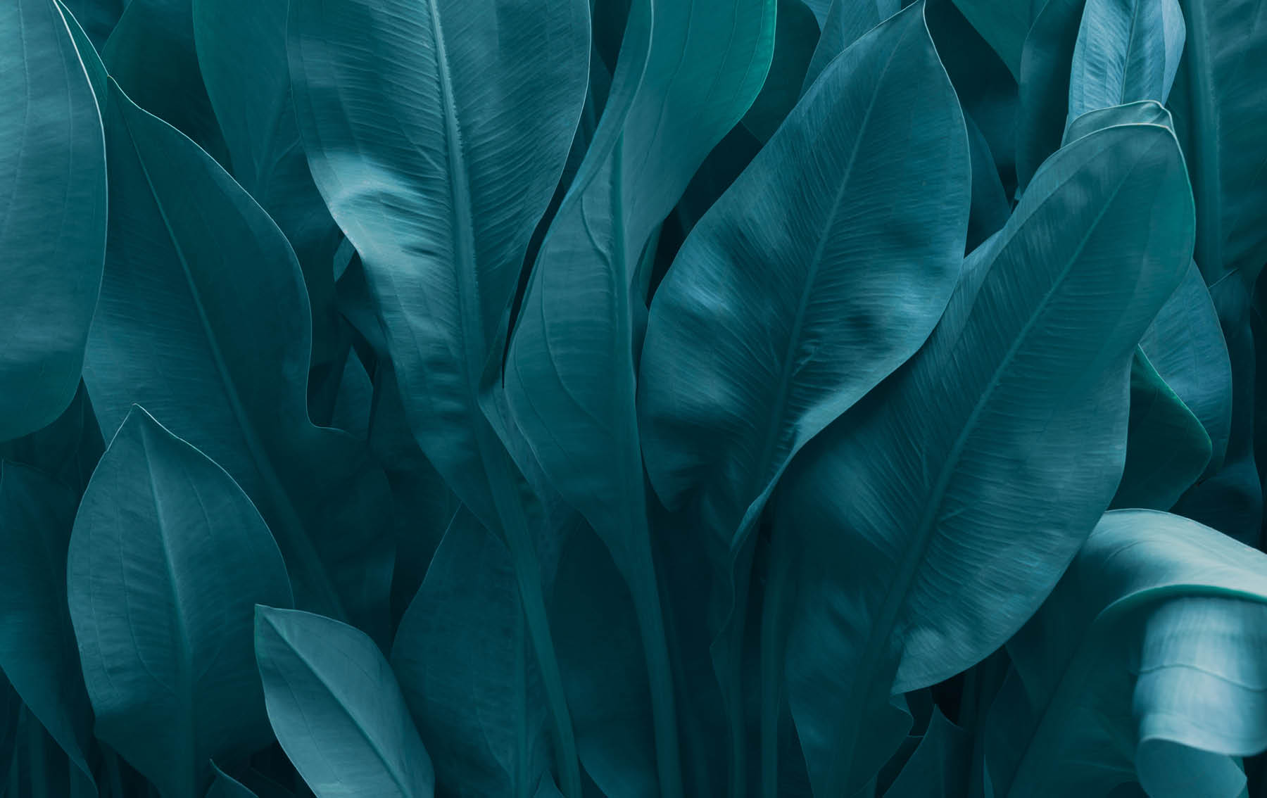 363x816