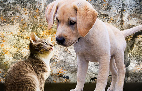 curiosity